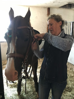 working equitation, riitta reissaa, Hanne Halonen, Ratsureima Ranch, Boris