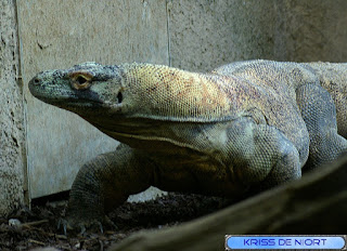 Dragon de Komodo - Varan de Komodo - Varanus komodoensis