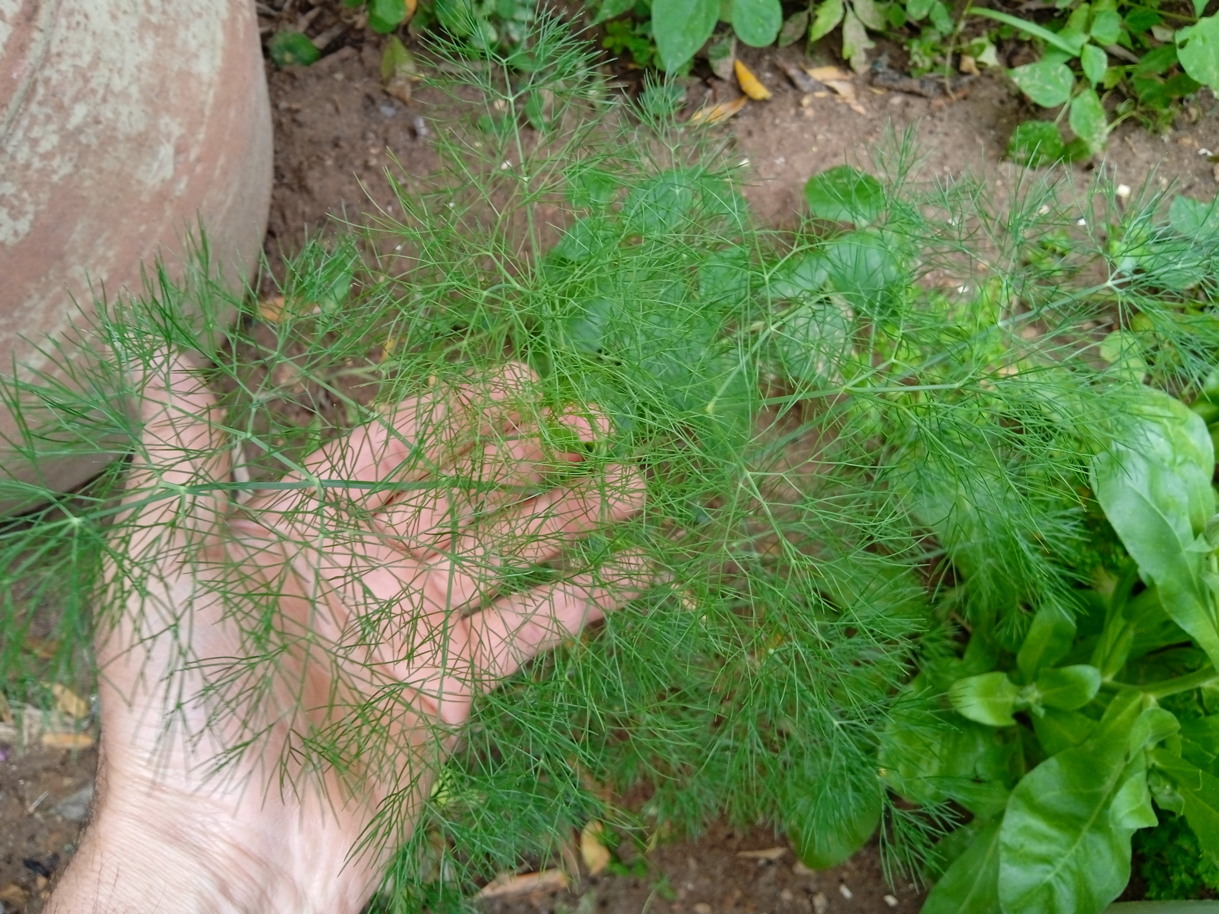 Dill is a warm-season biennial herb that grows about 2 to 4 feet tall. Dill plant has finely cut, feathery blue-green leaves, a top hollow stems with green stripes.