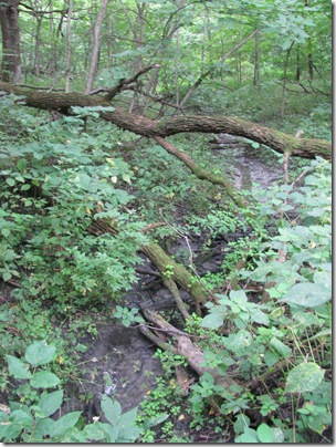 HickoryHillsHike 026