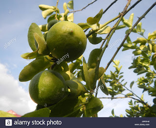   dayap, dayap vs calamansi, dayap philippines, uses of dayap, dayap tree, where to buy dayap in manila, dayap in bisaya, dayap in tagalog, dayap for sale philippines