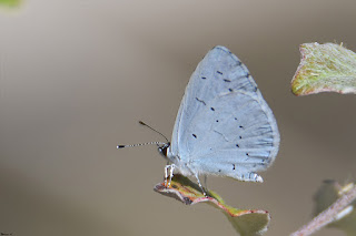 mariposa-nayade-celastrina-argiolus-