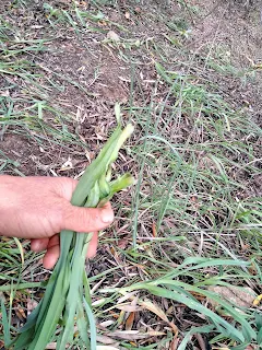 Long garlic leaves in my hand.
