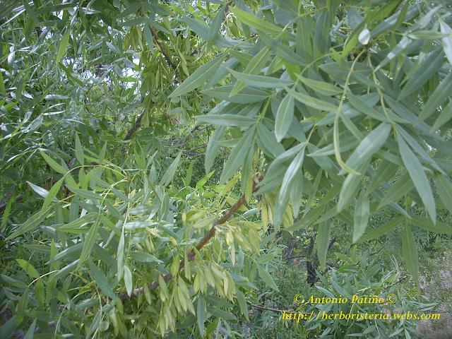 Clasificaci?n cient?fica: Familia: Ole?ceas Nombre cient?fico: Fraxinus Imponente ?rbol, de corteza gris p?lida, lisa al principio y llena de surcos con la edad. La copa tiene una alta c?pula irregular de follaje denso. La hoja es delgada de 15-25 cm. de largo, son lanceoladas, con el haz verde oscura y agrupadas en 9-13 fol?olos. Los frutos son planos y alargados, las s?maras, son verdes (marrones al madurar), tienen un ala plana y forman densas inflorescencias colgantes; maduran a finales de enero. Sus flores son poco vistosas, de color rojo oscuro y sin p?talos. Puede llegar a alcanzar sobre unos 42 metros. Su crecimiento es r?pido. Tiene unas ra?ces poderosas siendo capaz de da?ar los cimientos de edificios cercanos, sino se tiene la precauci?n de alejar dichas construcciones de ellos en los terrenos poco profundos. En suelos profundos sus ra?ces no da?an ni afectan a las construcciones. La morada del fresno se ubica preferentemente en aquellas tierras f?rtiles donde existan suelos calc?reos, aunque es vers?til y se acomoda a toda clase de suelos. Es un amante impenitente de la humedad, tanto de la que produce la Tierra, como la del entorno en donde pueda arraigar. Sin embargo, es h?bil en adaptarse a ?pocas de sequ?a. Principios activos: Polifen?licos, ?cido urs?lico, esteroides, ?cido m?lico, pigmentos flav?nicos, heter?sidos cumar?nicos, y en la corteza, adem?s, aceite esencial. Sus componentes qu?micos m?s utilizados son el manitol, ?cido m?lico, tanino y quercitrina Propiedades: Las numerosas sustancias antiinflamatorias, drenantes y antioxidantes presentes en sus hojas se aprovechan en la medicina tradicional desde hace siglos. En la Edad Media, Santa Hildegarda utilizaba las hojas del fresno en el tratamiento de la gota. Se ha utilizado contra el reuma, la gota y, en general, los procesos inflamatorios y dolorosos de las articulaciones y de las v?as urinarias. En cosmetolog?a, por sus propiedades hidratantes. Una infusi?n de las hojas de fresno alivia y combate la artritis. Utilizada tambi?n en la retenci?n de agua, edema: facilita la p?rdida de peso. La actividad diur?tica se debe a su contenido en manitol y sales de potasio. Un preparado a base de hojas de fresno ayuda a aliviar la retenci?n de orina Utilizado antiguamente como cura para las fiebres altas. Las propiedades febr?fugas de su corteza son conocidas desde la antig?edad. Sus bayas curan las heridas, las hojas frescas se usan para lavarlas. Tambi?n se emplea para eliminar c?lculos renales. Se utiliza en infusi?n, a raz?n de 5 g de producto por cada taza de agua. Se toma una taza varias veces al d?a. La presencia de muc?lagos le proporciona una acci?n laxante muy suave, regulan el tr?nsito gastrointestinal y para eliminar par?sitos intestinales. En general sus hojas ejercen un discreto efecto antiinflamatorio y laxante. Viejas creencias rurales afirman que cura y quita verrugas. El empirismo popular, transmitido por numerosos m?dicos, ha resaltado sus propiedades antiinflamatorias, antirreum?ticas, antiartr?ticas y diur?ticas. Gracias a estas propiedades, las hojas del fresno son utilizadas eficazmente en los reumatismos gotosos, artritis, dolores articulares, lumbago, ci?tica, tendinitis y esguinces. Se recolectan tanto la corteza de las ramas j?venes como las hojas, preferentemente de ?rboles talados. Se secan las partes extra?das sobre ca?izos. Parte utilizada: Hoja, fruto y corteza.