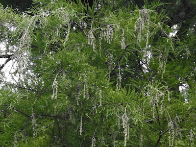 Male inflorescence of Bald Cypress