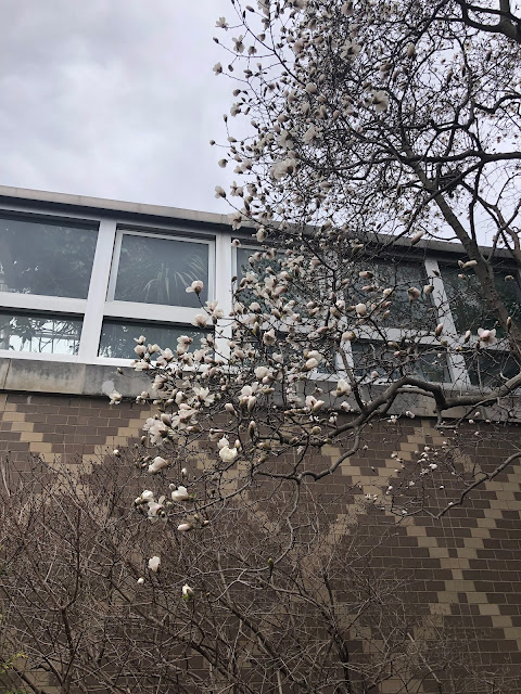 Magnolia flowers bloom!