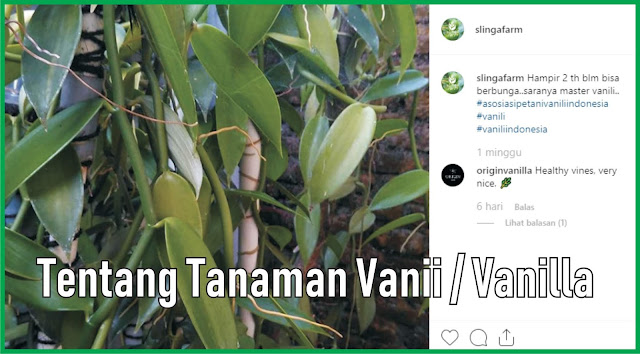 tentang tanaman vanili dan budidayanya