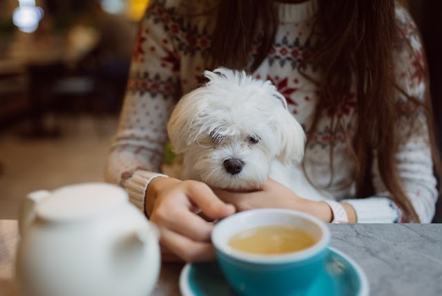 A Hora do Café: Será que seu Pet Pode se Deliciar? Desvendando o Mistério dos Animais de Estimação e o Café. A Resposta que Você Precisa Saber!