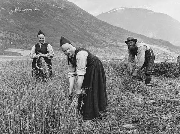 Norwegian Village Girls Harvesting Oats