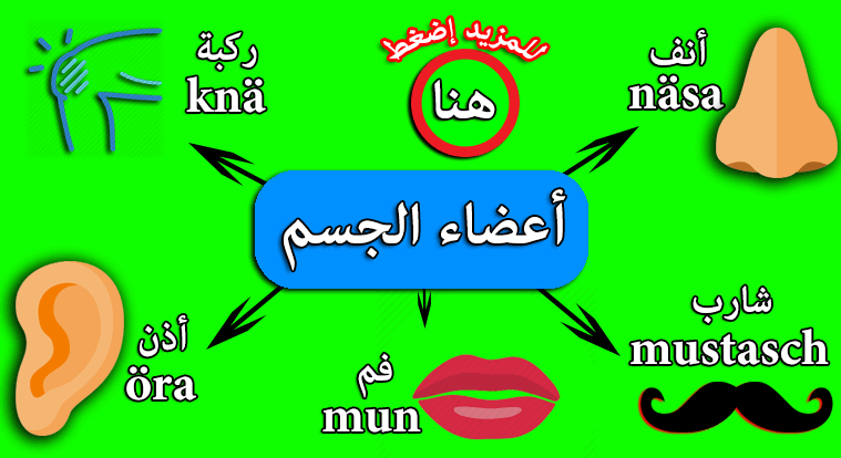 درس أعضاء الجسم بالصوت والصورة مع الامثلة اكتشفه الآن