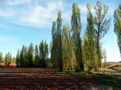 Arboleda, barbecho en primer plano.