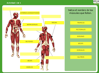 http://primerodecarlos.com/CUARTO_PRIMARIA/enero/Unidad7/actividades/naturales/natura6_musculos.swf