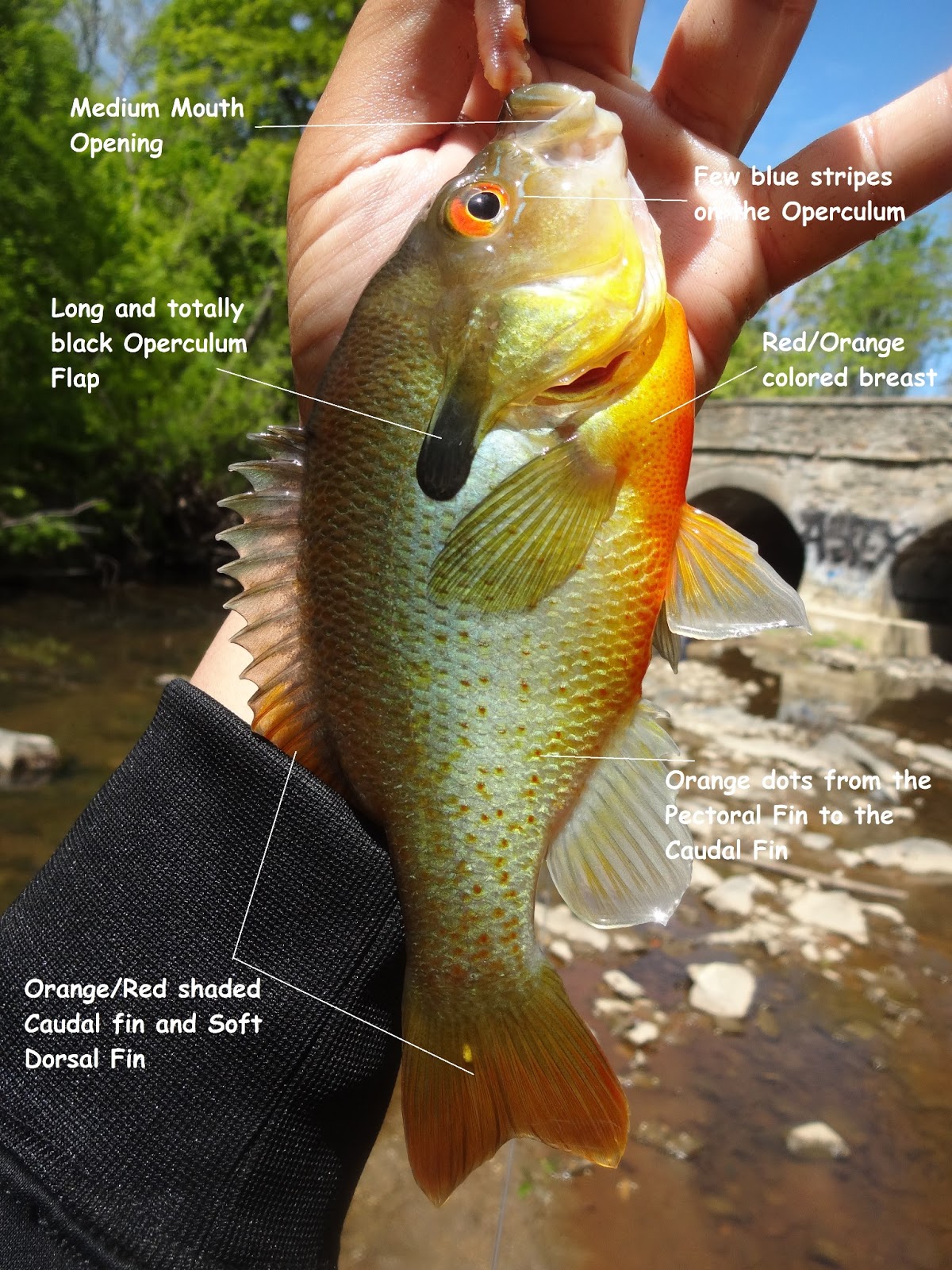 Can 3-Inch Senko Catch Smallmouth Bass? + Red Breast Sunfish