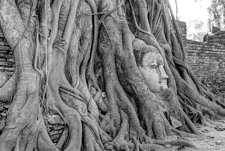Wat Mahathat Buddhakopf Baum Ayutthaya Thailand