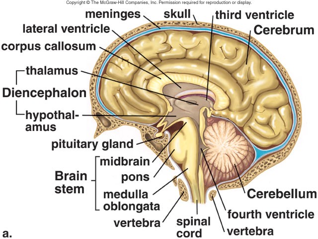 Brain Structure1