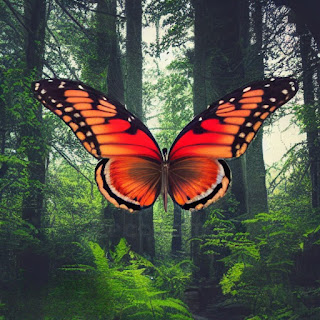 A giant Butterfly in forest photo