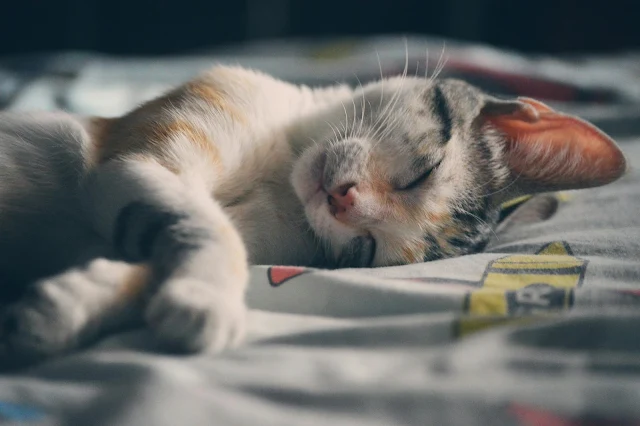cara mengobati telinga kucing gatal