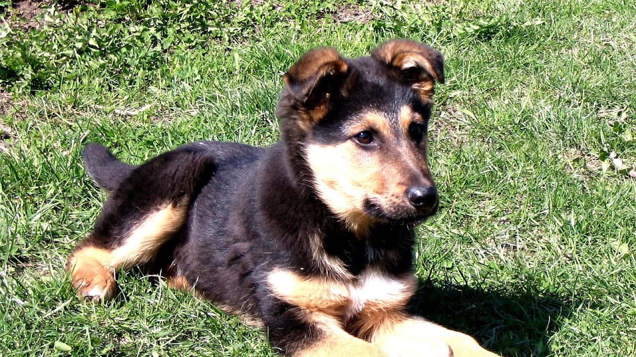 German Shepherd Lab Mix Puppies For Sale