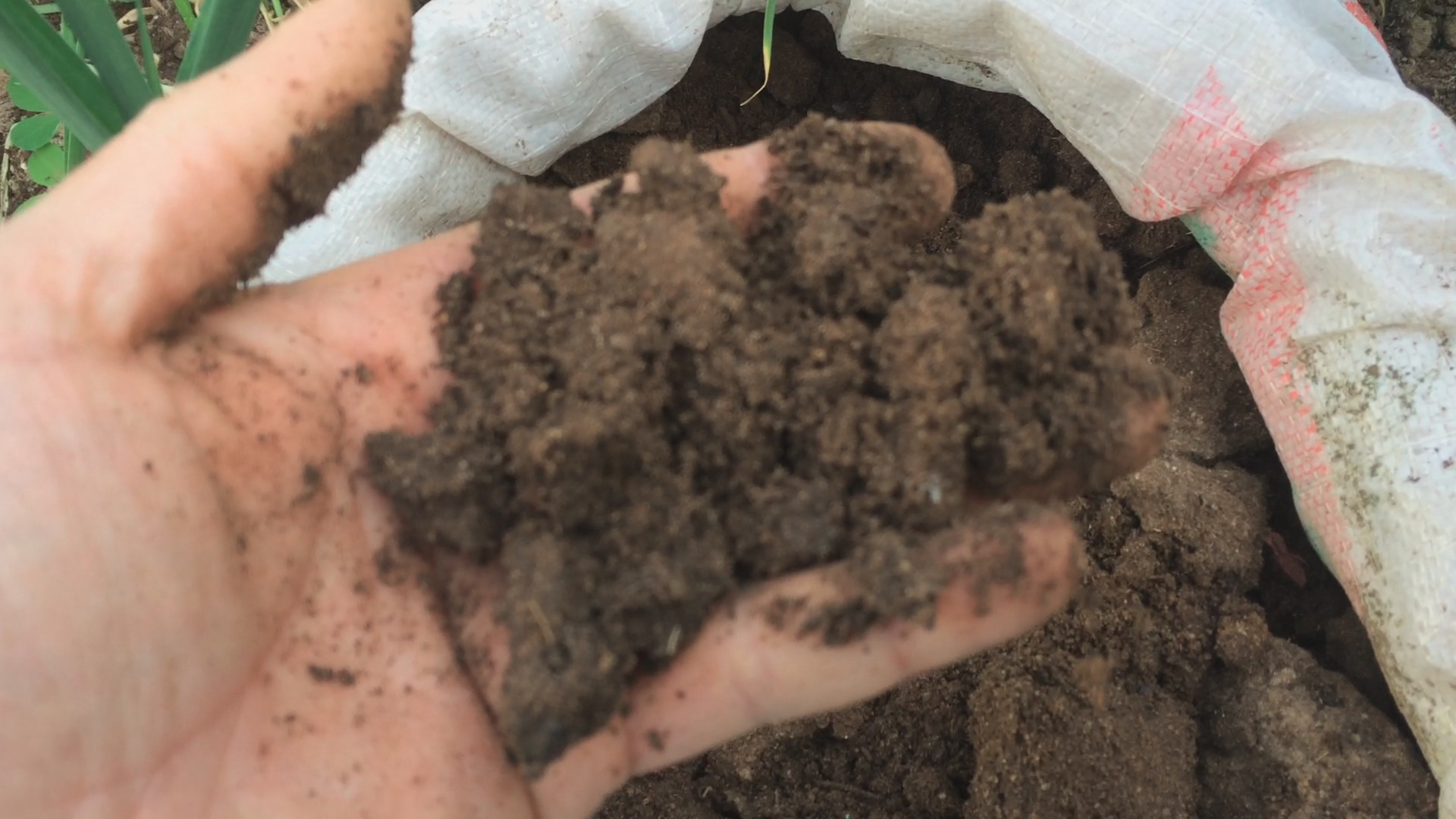 Chicken manure is a great fertilizer for your garden