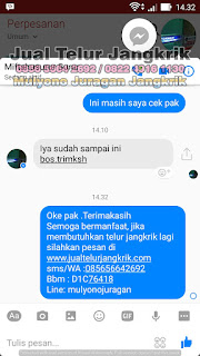 Harga Jual Telur Jangkrik Super Tujuan Tuban Jawa Timur 085656642692