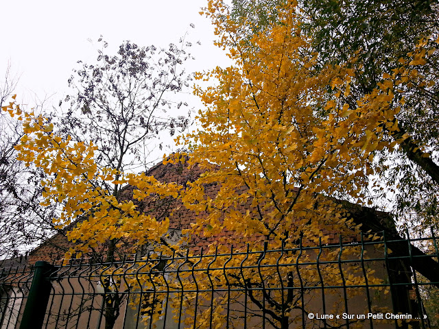 Petit Ginkgo en automne