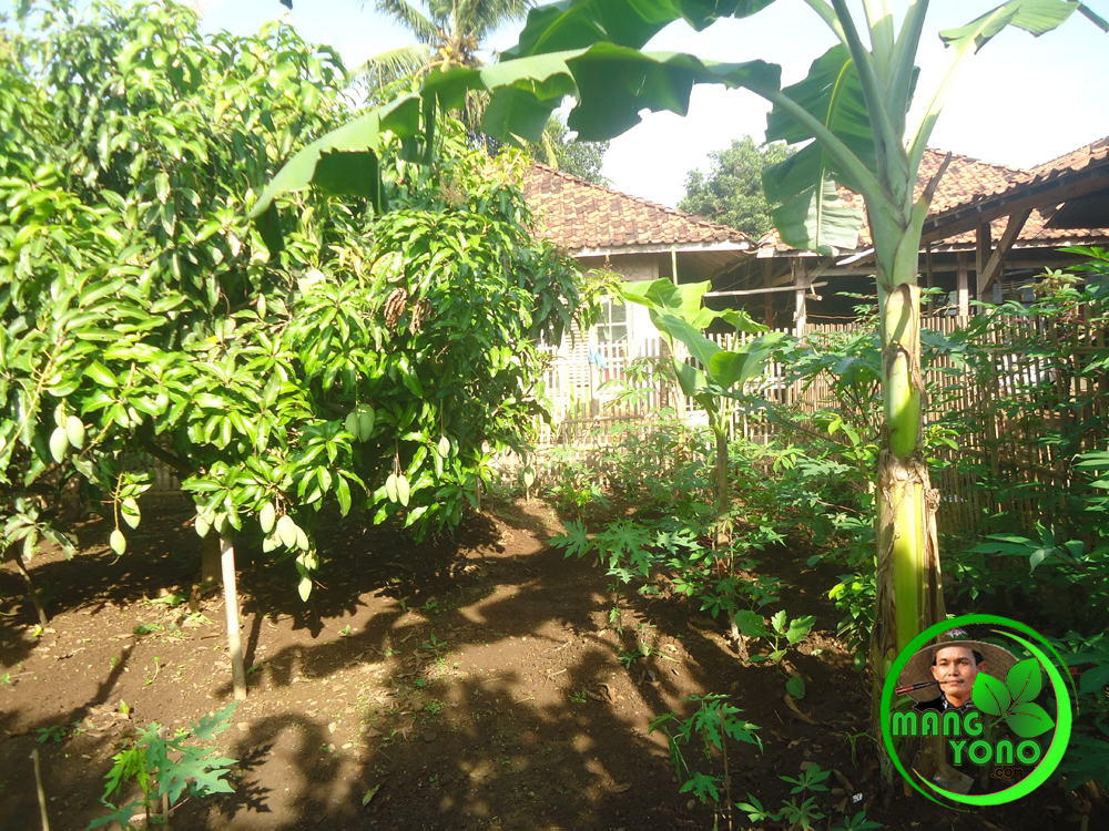 Tanaman di  kebun belakang rumah 