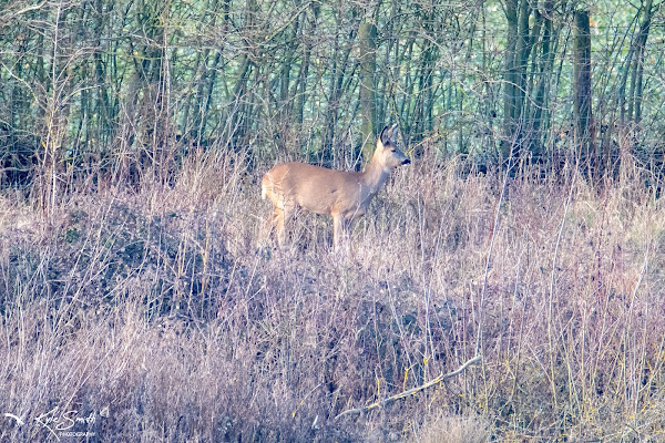 Roe deer