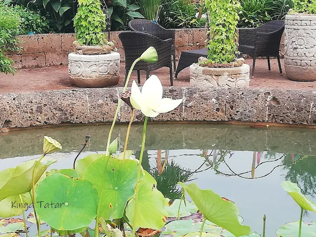 Garten_pflanzen_Lotus