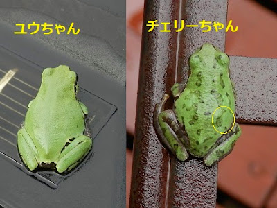 コンプリート！ アマガエル 餌 虫以外 179576-アマガエル 餌 虫以外