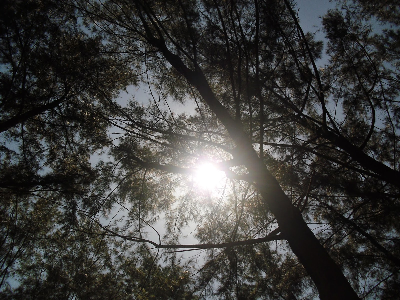 Pine trees at Anawangin