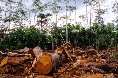 Why Is The Amazon Rainforest Being Destroyed The Garden Of Eaden