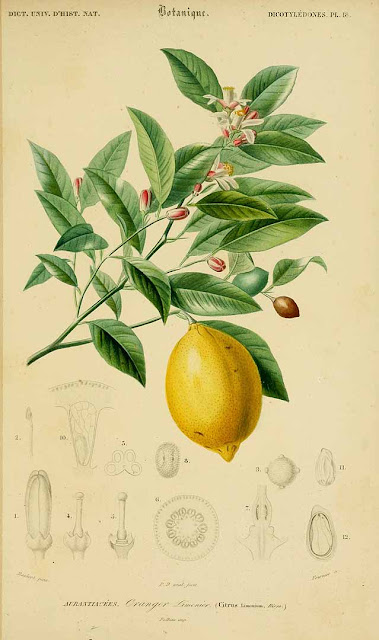 cytryna (Citrus limon) - uprawa, pielęgnacja, historia, nazewnictwo, pochodzenie, rozmnażanie. Jak dbać o cytrynę, jakie podłoże, jaka ziemia, podlewanie, nawożenie, zimowanie. Jak pielęgnować cytrynę w doniczce w domu, hodowla cytryny w mieszkaniu, jak uprawiać i dbać o cytrynę, cytrusy.