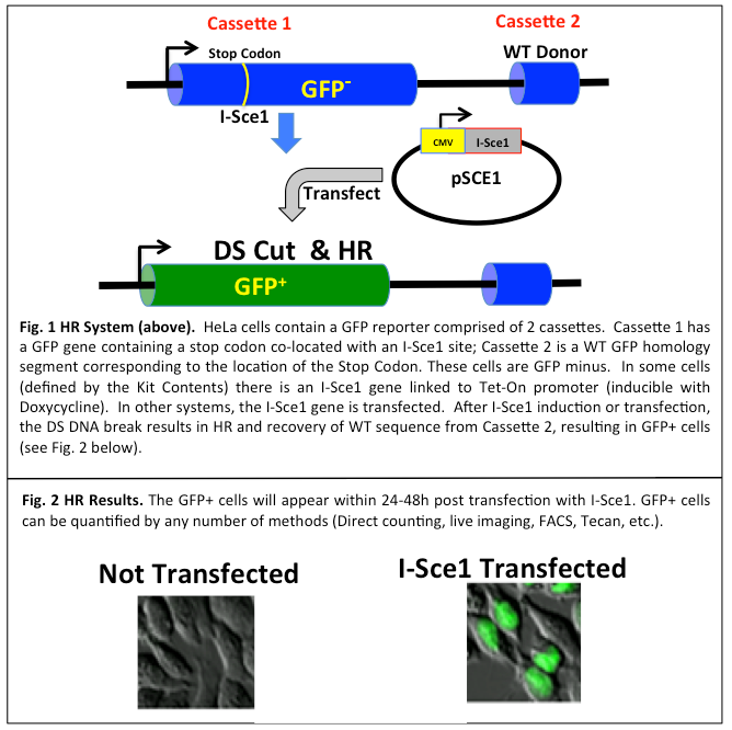 DNA repair-HR-System