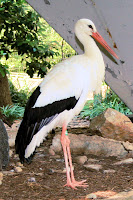 White Stork