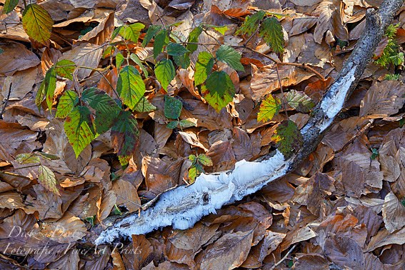 Haareis an Holzstück nach einer windstillen Frostnacht