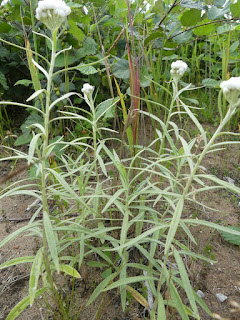 Immortelle blanche - Anaphalis margaritacea