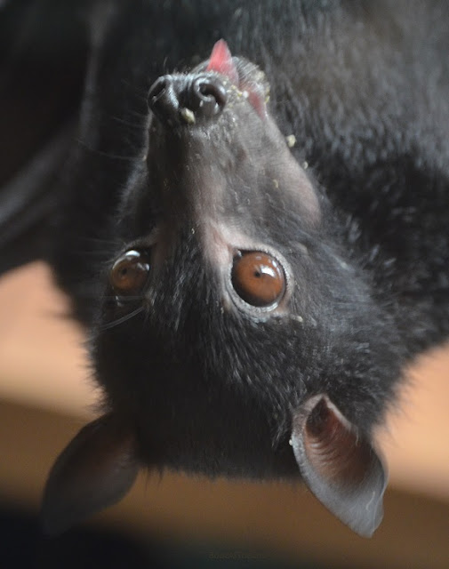 A flying fox licks while eating fruit.