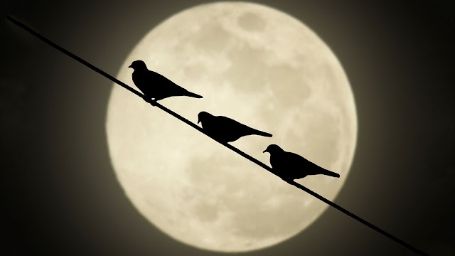 Moon Birds HD Wallpaper