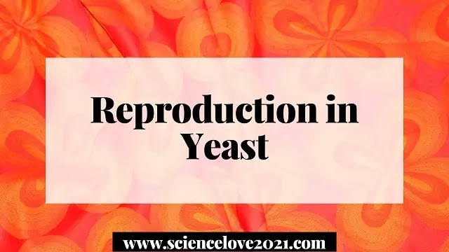 Reproduction in Yeast : Vegetative & Sexual Reproduction