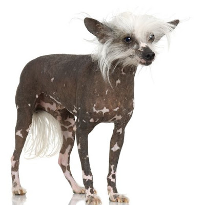 Chinese Crested Dog Picture