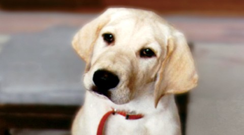 marley and me puppy years. photo source: here (the puppy