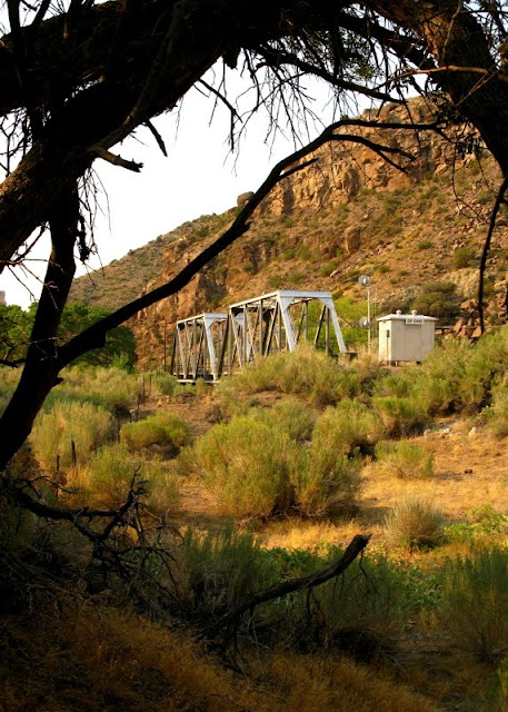 bridge through trees