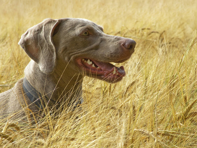 10-best-hunting-dog-breeds