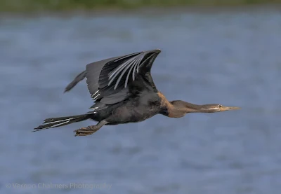 African Darter in Flight : Table Bay Nature Reserve, Woodbridge Island / Cape Town Frame 3/4