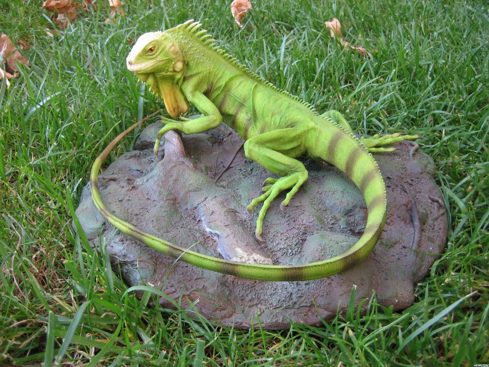 iguana ijo