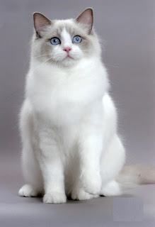 Gambar Kucing Ragdoll