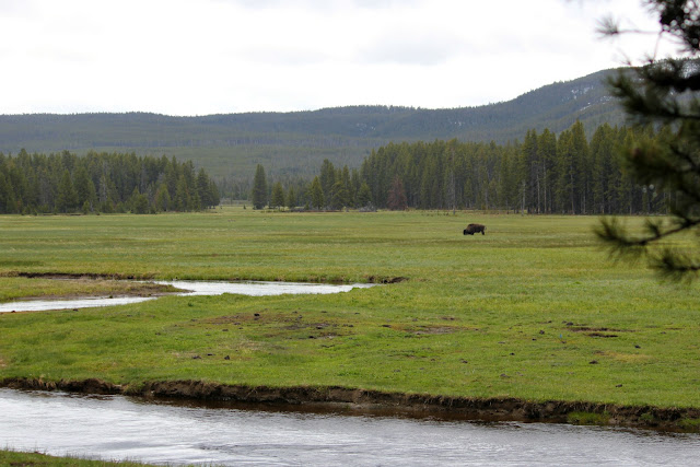 Yellowstone, bison, work hard, http://bec4-beyondthepicketfence.blogspot.com/2016/05/work-hard-play-hard.html