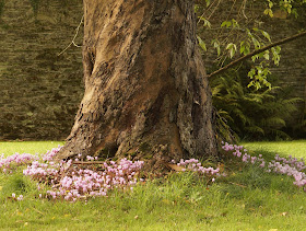 Cyclamen round a tree