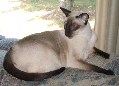 siamese cat breeders ontario