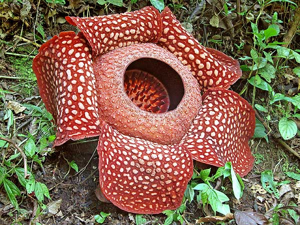 The Rafflesia flower are not a common plant in a typical garden or yard